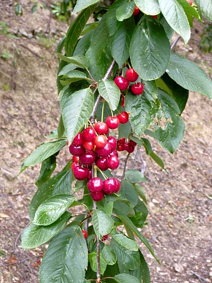 Mountain Rose Hotel & Restaurant