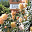 Silberkönig Schwarzwald Hotel & Restaurant Ringhotel