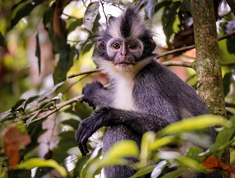 Lawang Inn Restaurant & Jungle Trek