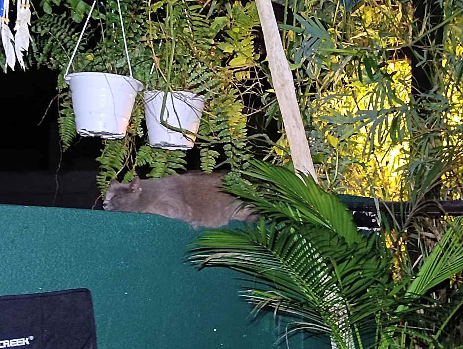 MIMPIMOON Langkawi
