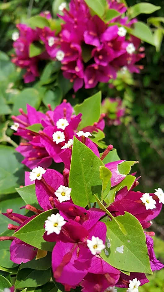 The Caribbean Court Boutique Hotel