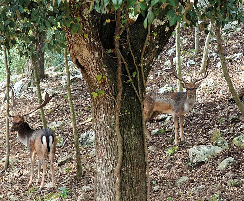 Masseria Chiancone Torricella
