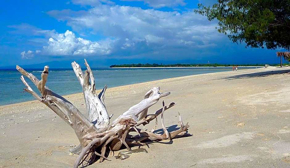 Mango Dive & Bungalow