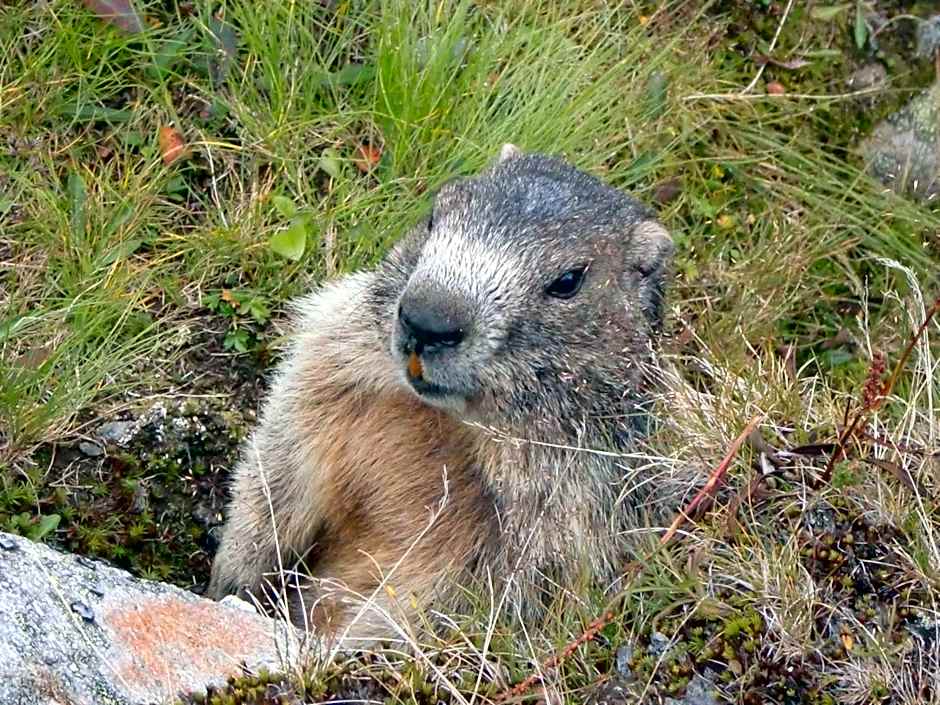 Hotel Gasthof Jäger Zillertal