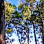 Woodland Gardens Self-Catering & Pet-Friendly Lodge