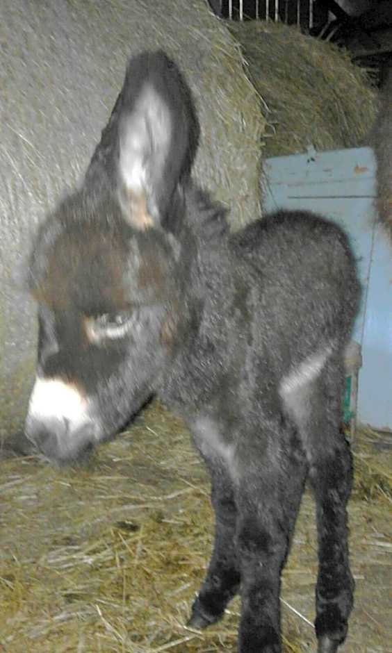 Agritur Maso Ciprianna B&B