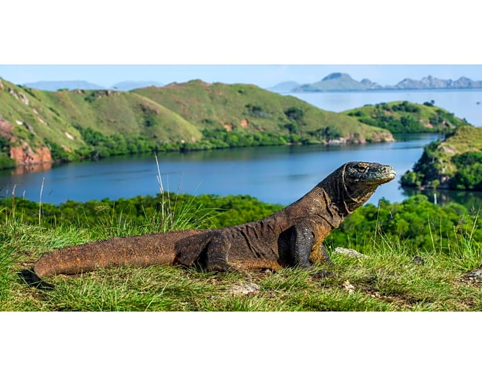 Meruorah Komodo Labuan Bajo