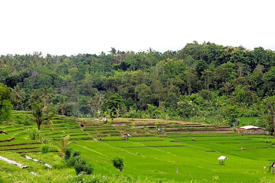 Jungle House - surf & stay