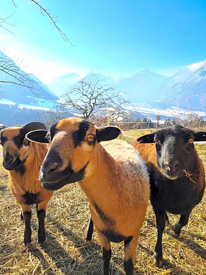 Hotel & Alpengasthof Pinzgerhof