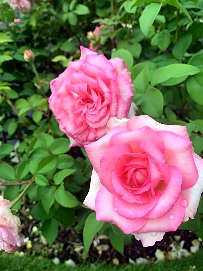 Abacot Hall Bed & Breakfast