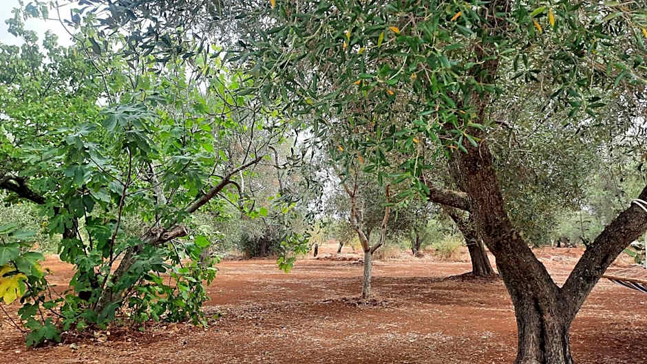 Casa Trullo Bianco: Casa Limone