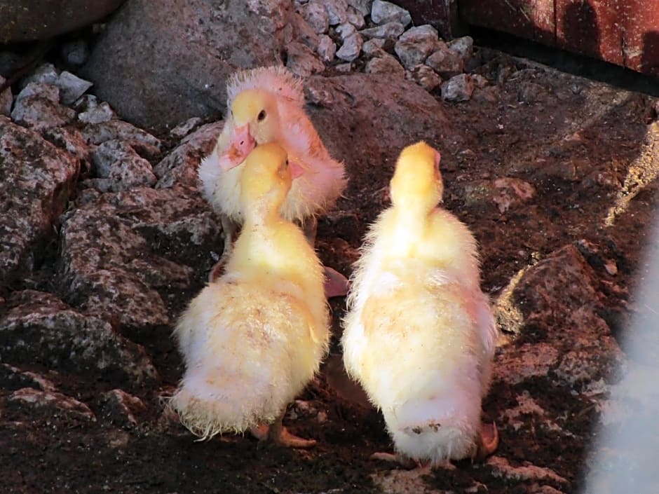 Alla Contrada degli Asinelli