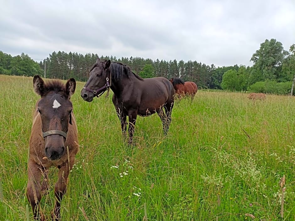 Domek całoroczny MARKO