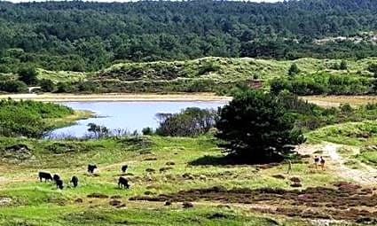 Loft aan Zee Bergen- Schoorl