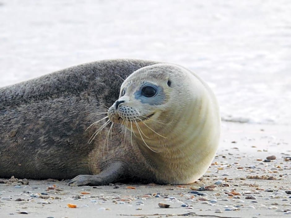 Vrijstaand Koetshuis Marron
