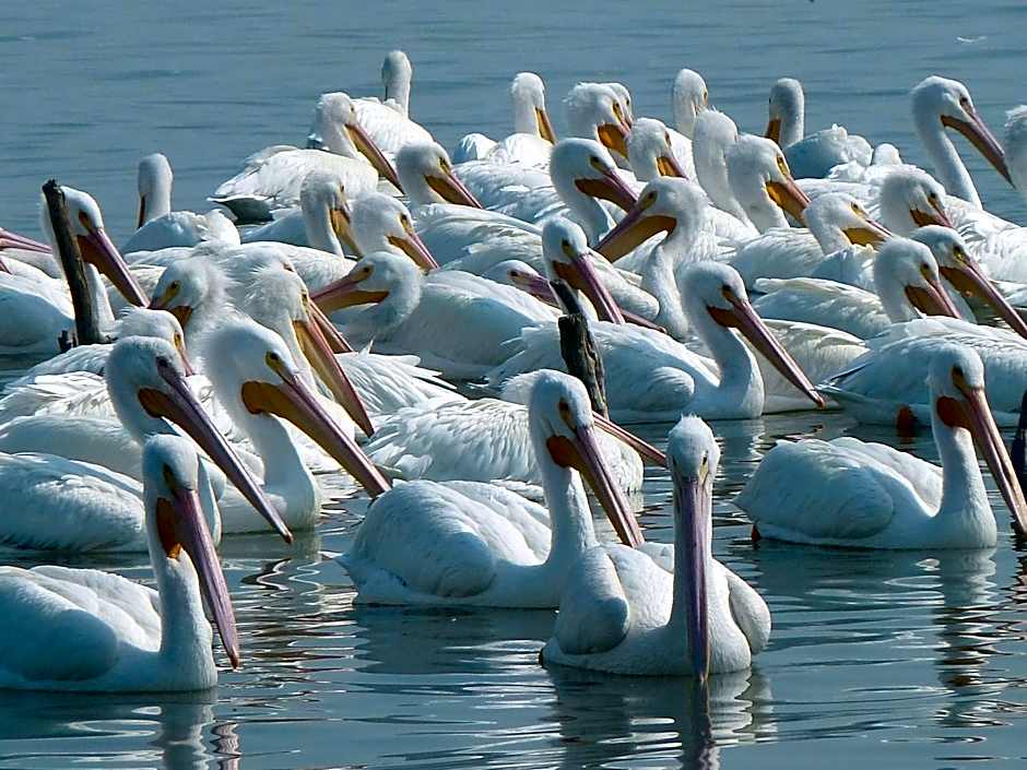 Casa Palomas Bed and Breakfast