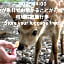 Nara Deer Hostel - Foreigners Only