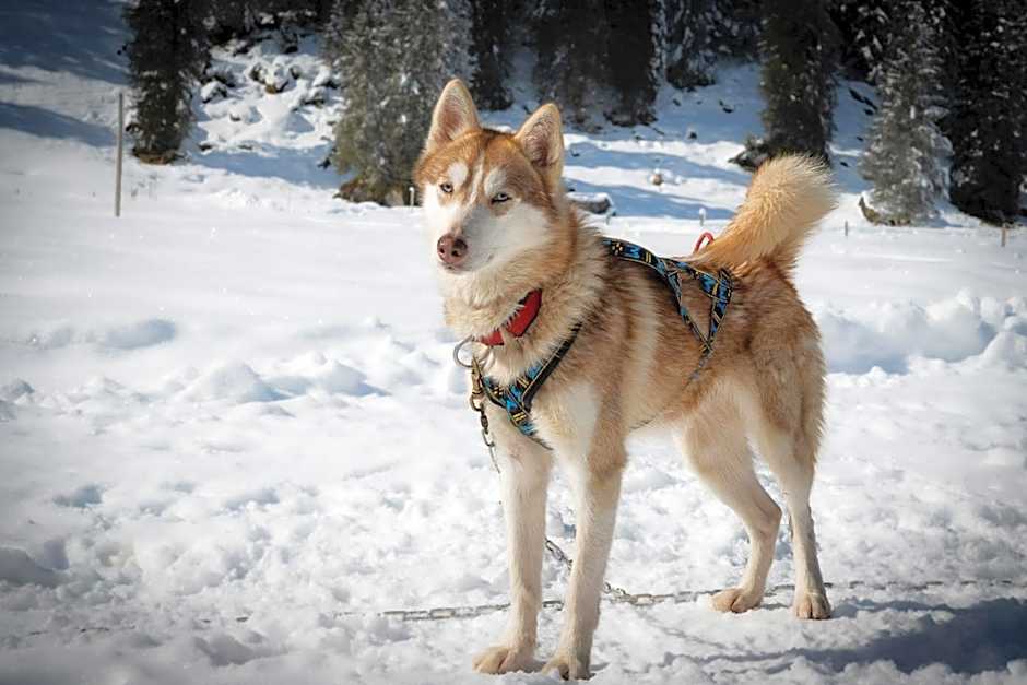 Hüttenhotel Husky Lodge