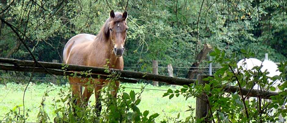 Hotel Restaurant Huxmühle