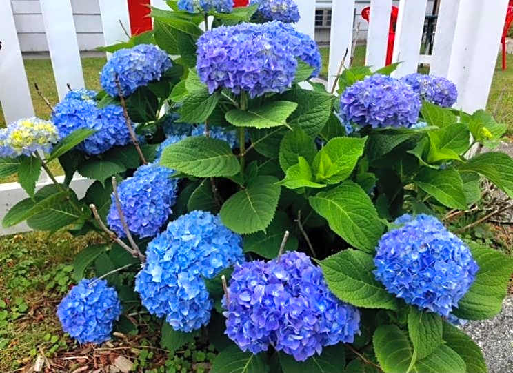 Claddagh Motel & Suites