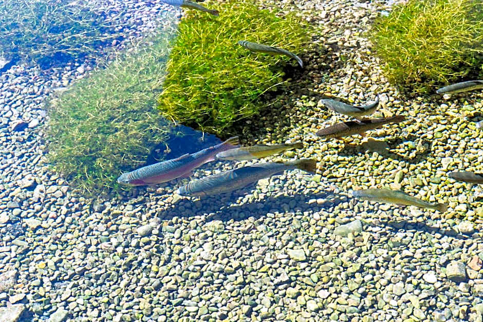 DEVA Hotel-Restaurant Fischerwirt inklusive Chiemgau Card