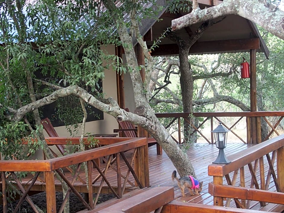 Lion Tree Top Lodge