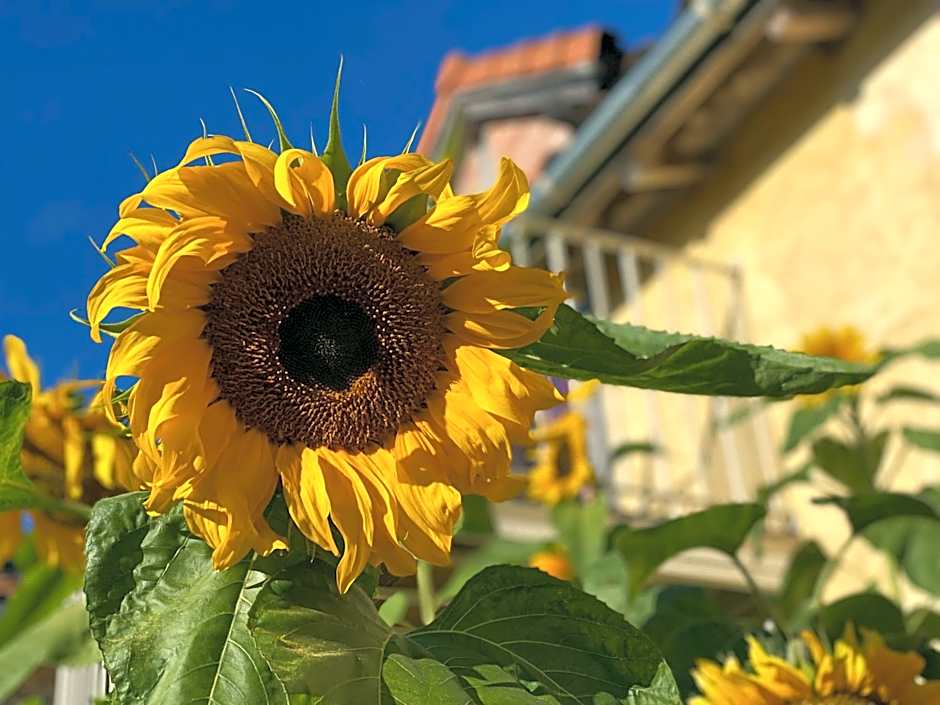 Divas Upes SPA hotel Koknese