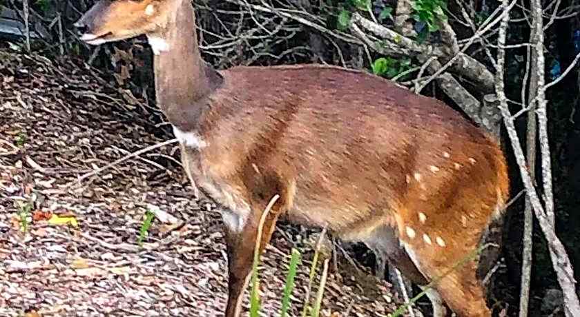 Forest Hill Wilderness