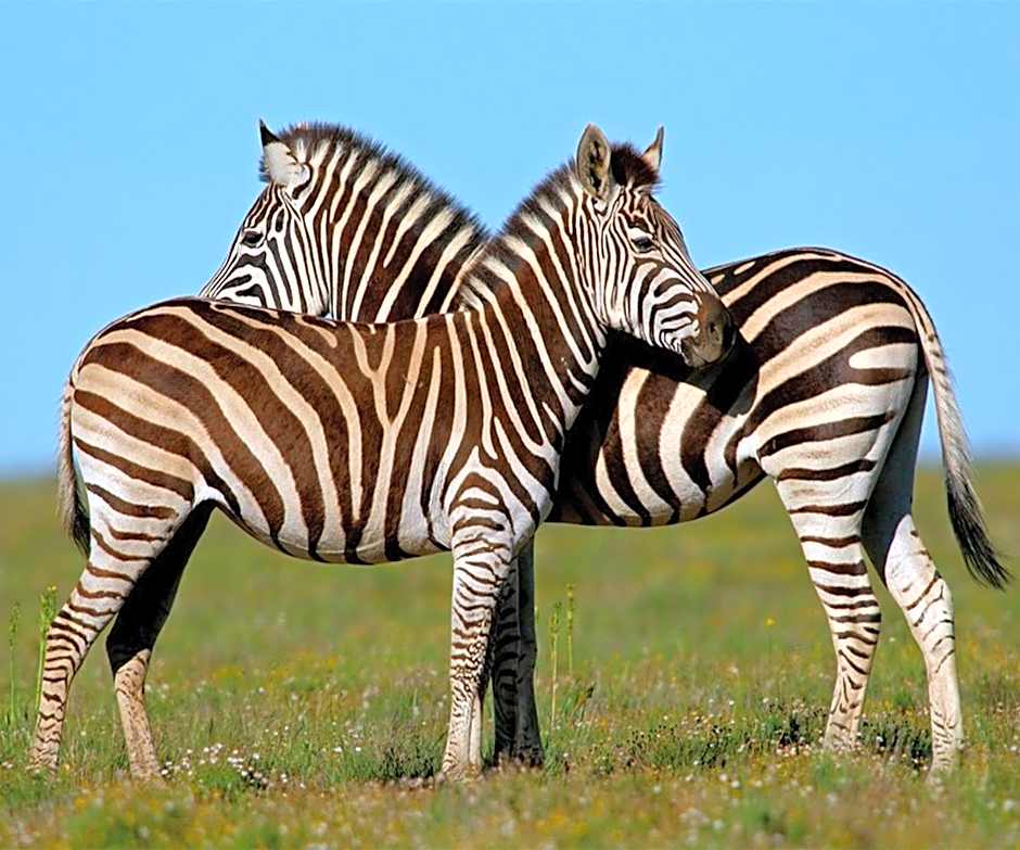Leeuwenbosch Country House - Amakhala Game Reserve