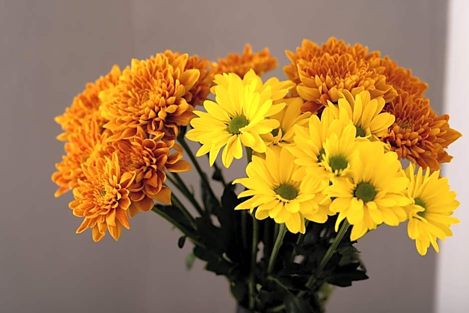 Daydream Luxury Suites