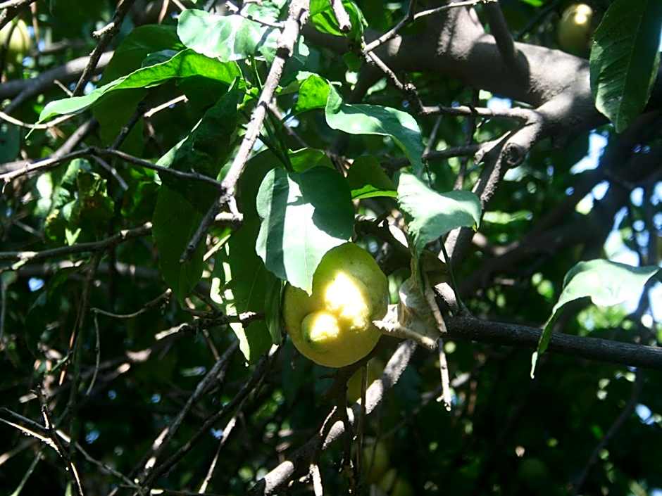 Il Giardino di Tonia - Oplontis Guest House - Bed & Garden -