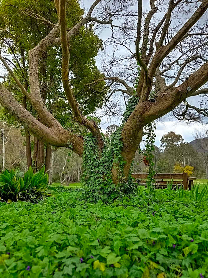 Buffalo Motel and Country Retreat