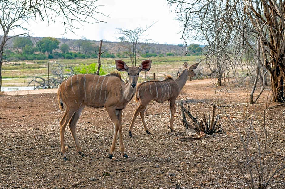 Foxy Crocodile Bush Lodge & Kruger Safaris