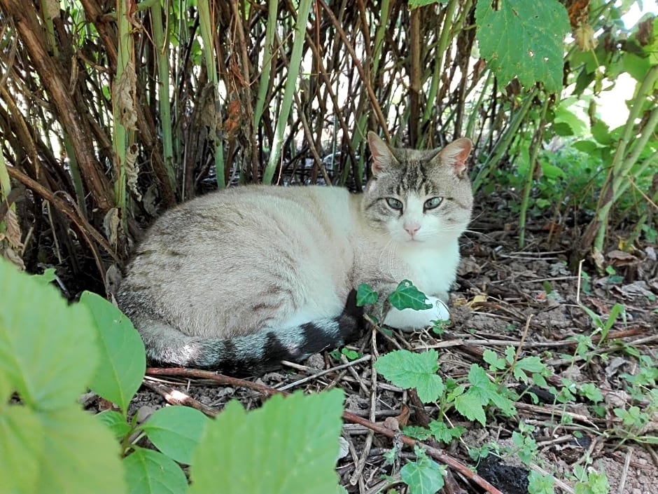 Il Casolare del Medio Olona