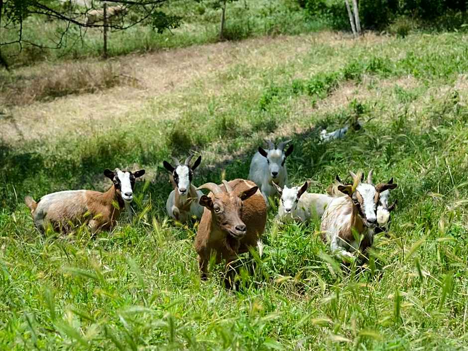 All'Ombra del Castello