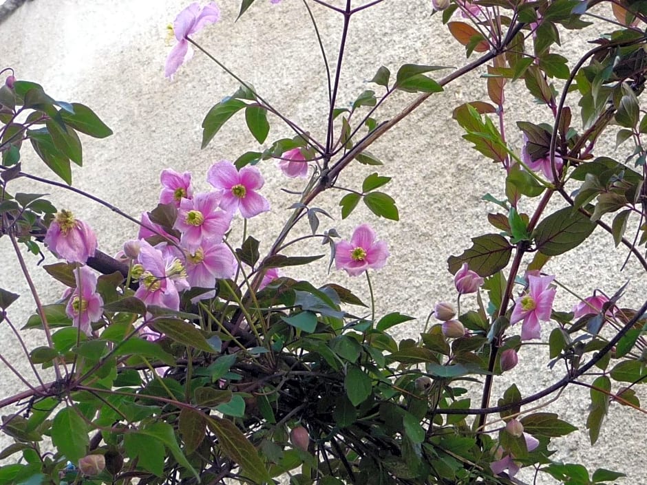 Le Patio Des Senteurs