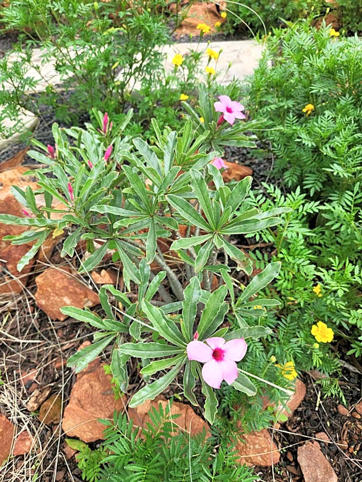 Suikerbosrant Sleep and go