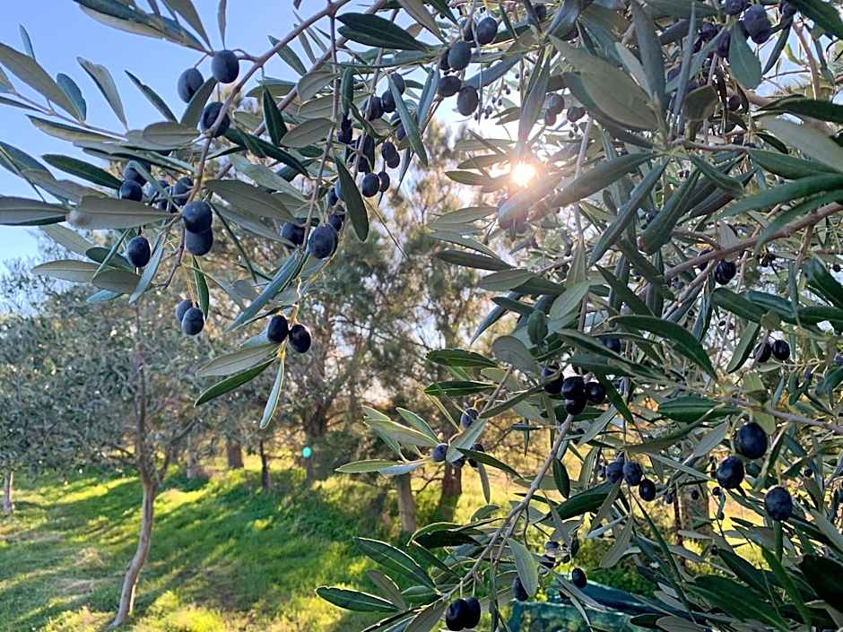 The Old Chaff Mill Organic Vineyard Retreat