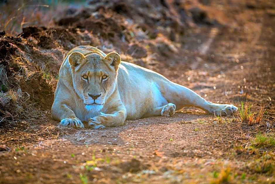 African Hills Safari Lodge & Spa