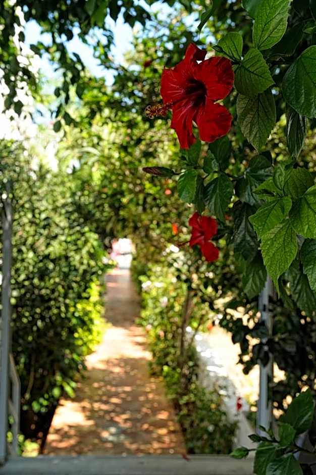 Melissa Apartments, Studios & Suites