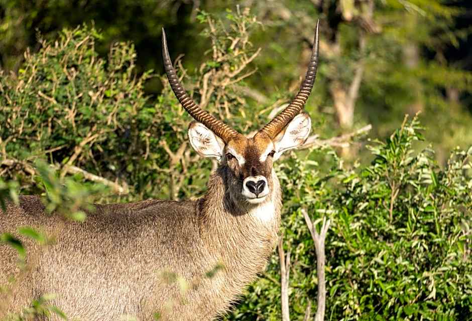 Baluleni Safari Lodge