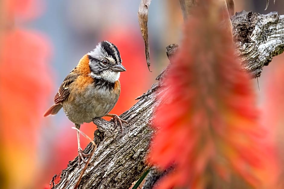 Chachagua Rainforest Hotel & Hot Springs