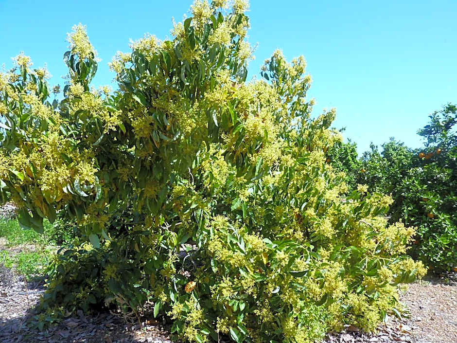 Aphrodite Beach Hotel