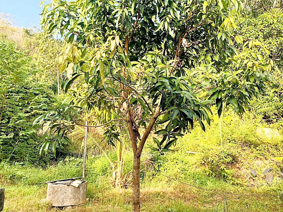 Butterfly Lovers House