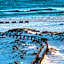 Plantation Dunes #5101