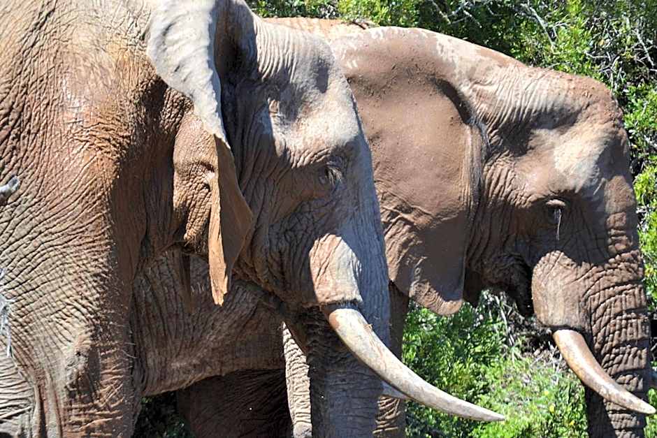 Barefoot Addo Elephant Lodge