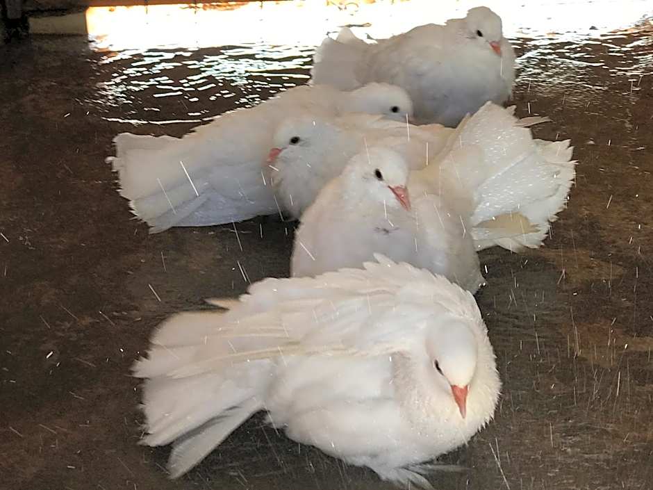 Relais Masseria della Colomba - Agriturismo