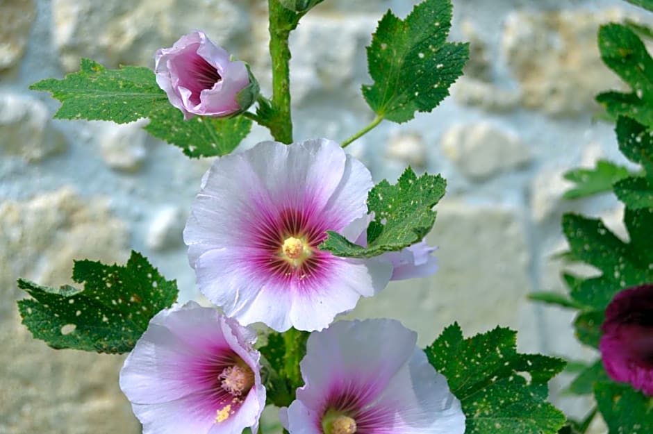 La Vieille Distillerie