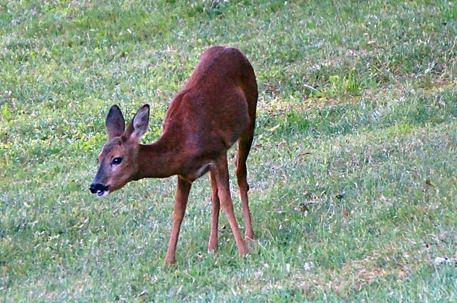 Les Feuillantines Perigord Noir
