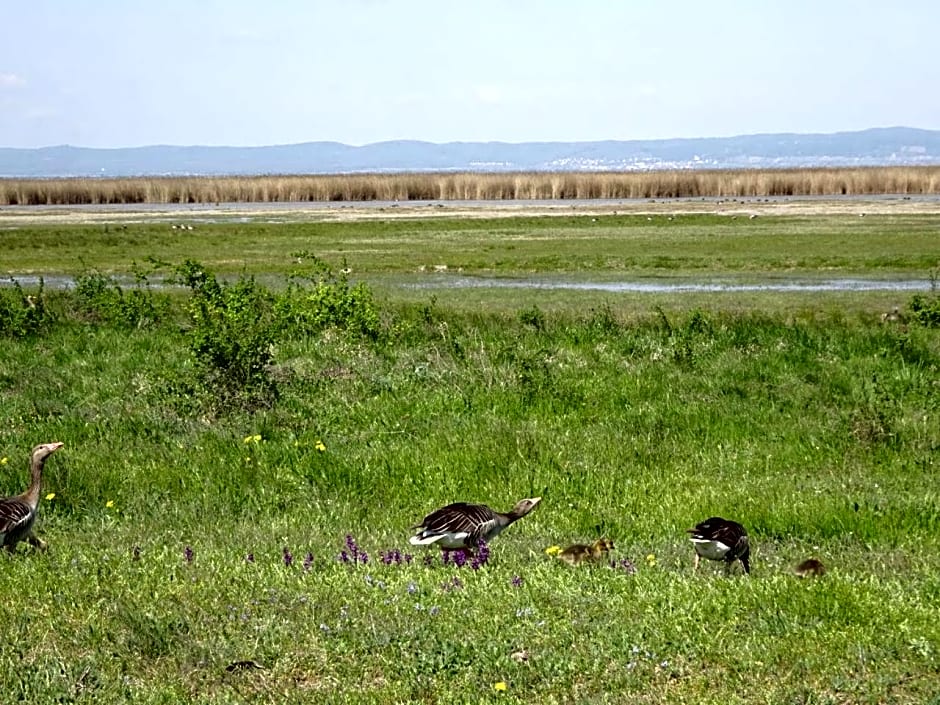 Weingut & Gästezimmer Nekowitsch